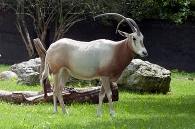 Krumhornet Oryks