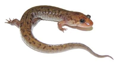 Selsalamander