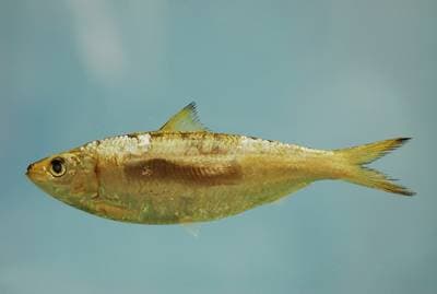 Rundsardinella