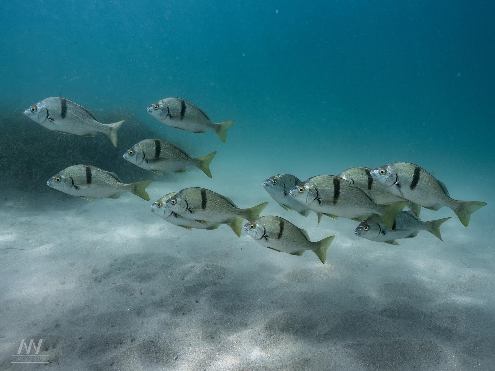 Sargo — 3/3