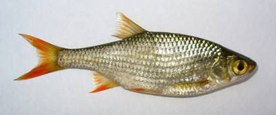 Rudskalle