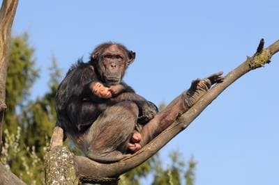 Chimpanse