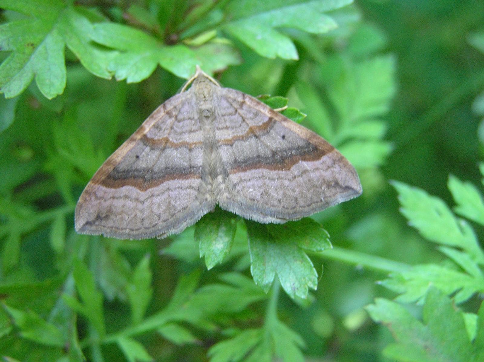 Scotopteryx chenopodiata — 1/3