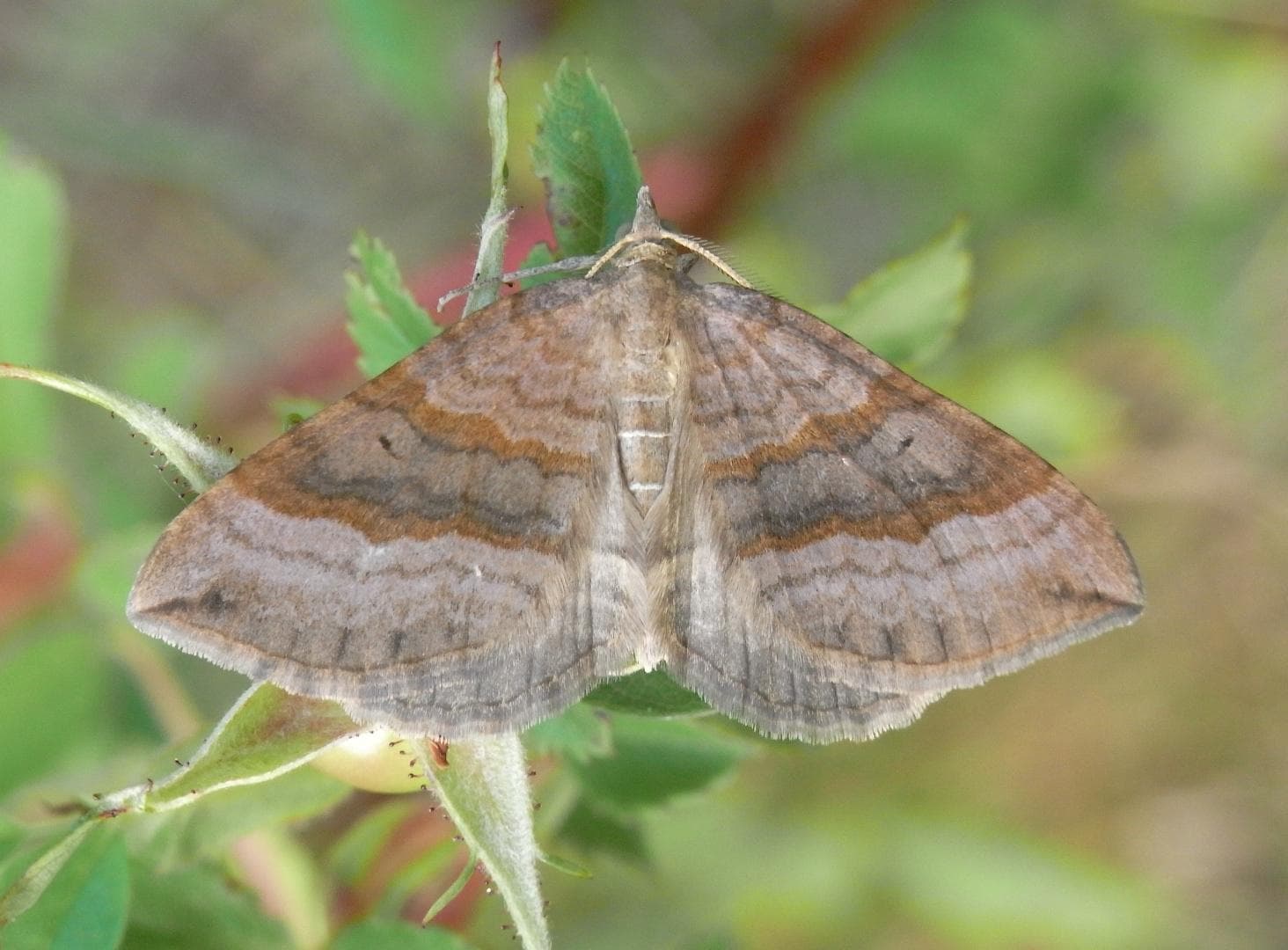 Scotopteryx chenopodiata — 2/3