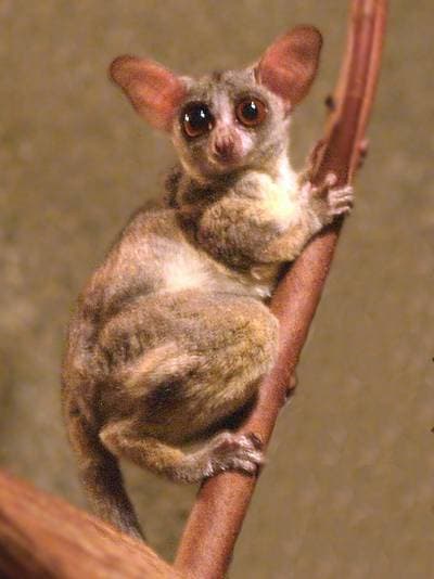 Senegalgalago