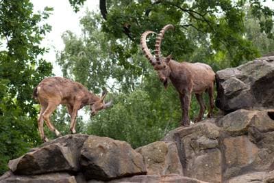 Sibirsk steinbukk