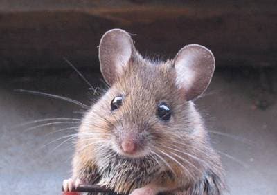 Skovmus