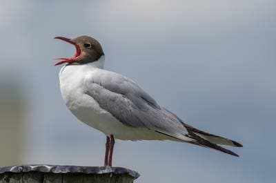 Hættemåge