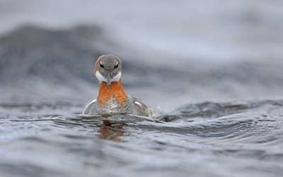 Svømmesnipe