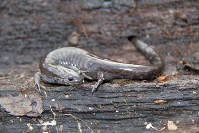 Småmunnsalamander