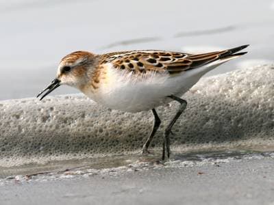 Dvergsnipe