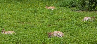 Smidig wallaby