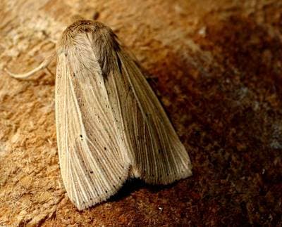 Gråbrun gressfly