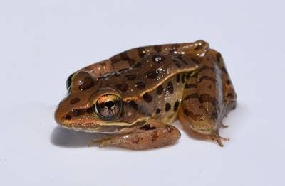 Sørleopardfrø