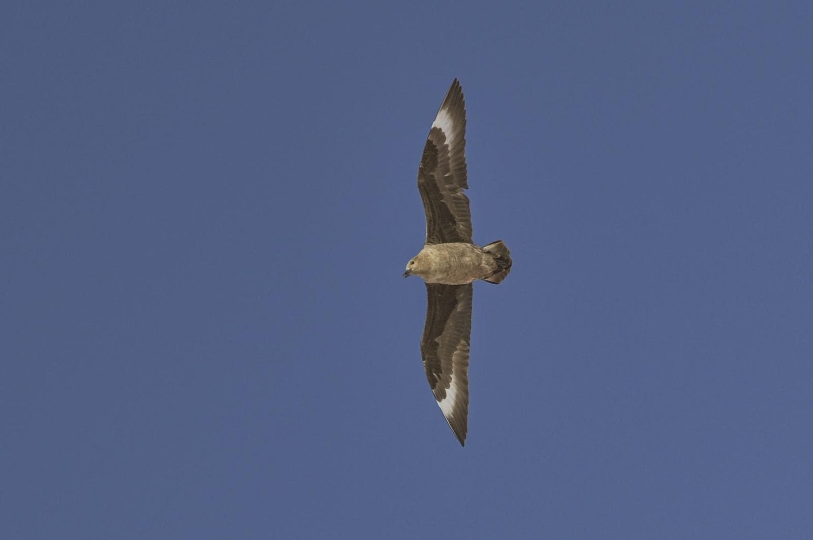 Sydpolskua — 2/3