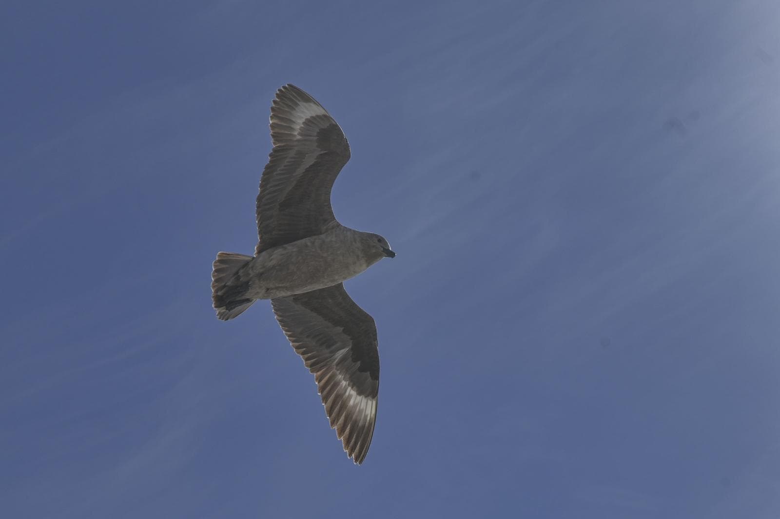 Sydpolskua — 3/3