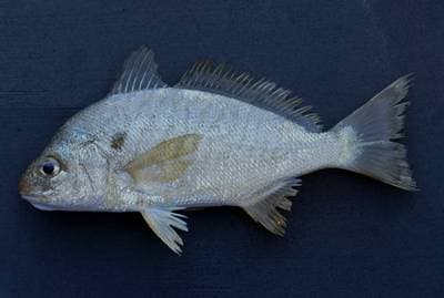 Flekkfisk