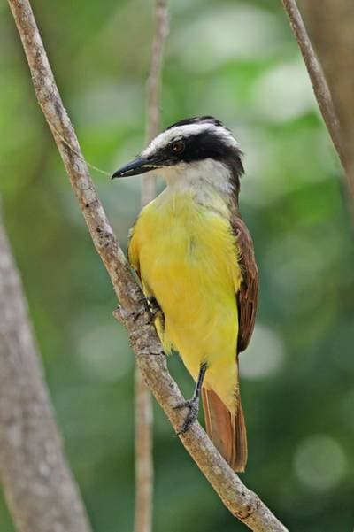 Stor kiskadee