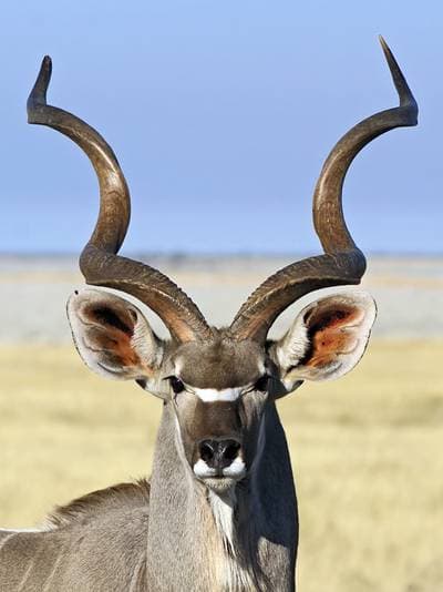 Stor kudu