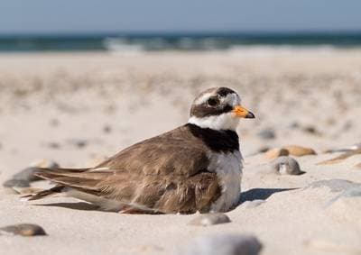 Sandlo