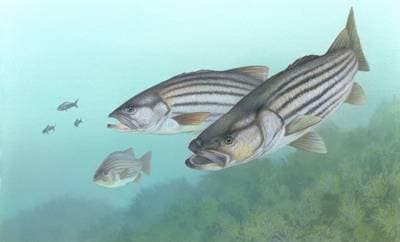 Stripet bass