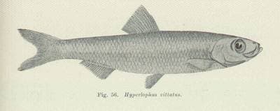 Stribet sølvfisk