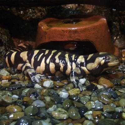 Stripet tigersalamander