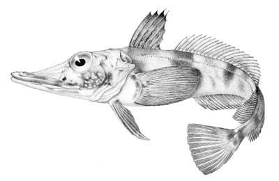 Svarfinneis fisk