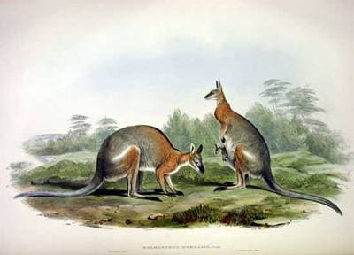 Sortstribet Wallaby