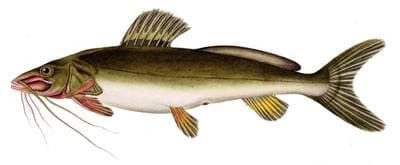 Sydamerikansk malle