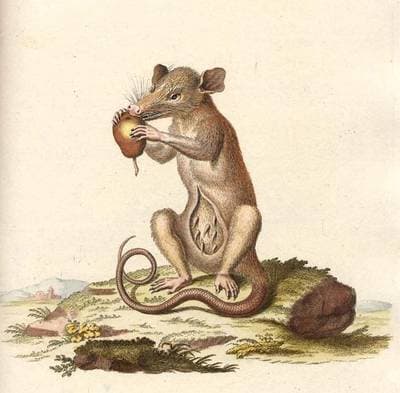 Vanlig opossum
