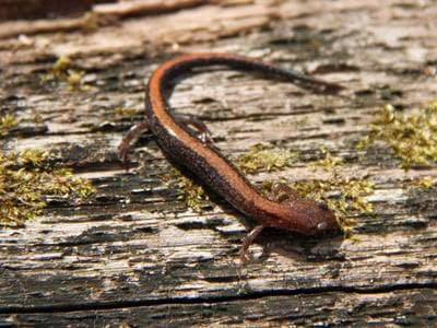 Sørlig rødryggsalamander