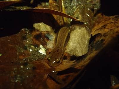 Sørlig tostripa salamander