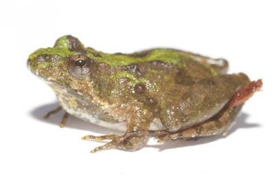 Krikettfrosk