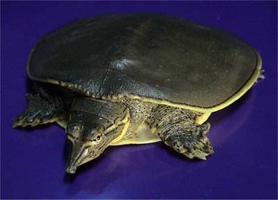 Tornet blødskildpadde