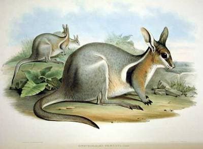 Tøjlet spigthalet wallaby