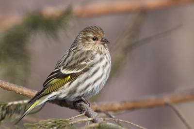 Fyrresisken
