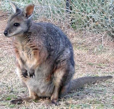 Tammar-wallaby