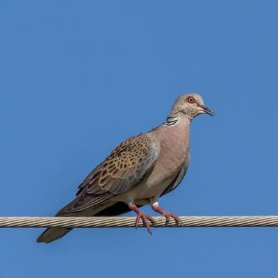 Turteldue