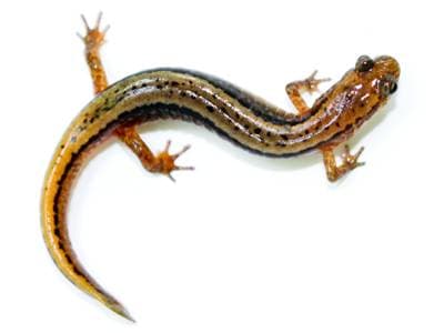 Tostriped salamander