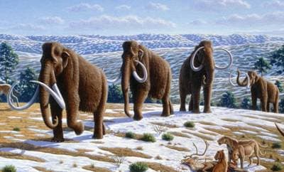 Uldhåret mammut