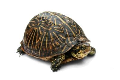 Almindelig æskeskildpadde
