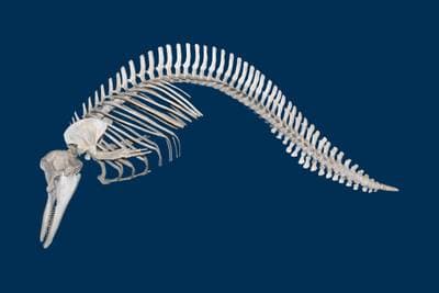 Almindelig delfin