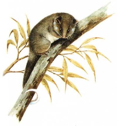 Almindelig ringhalet possum