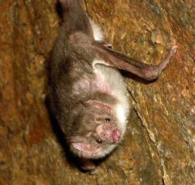 Vanlig vampyrflaggermus