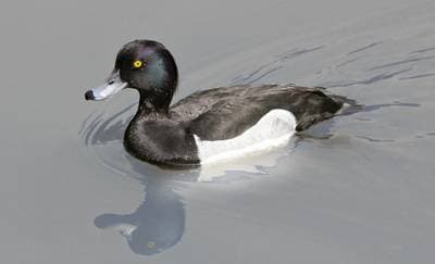 Troldand