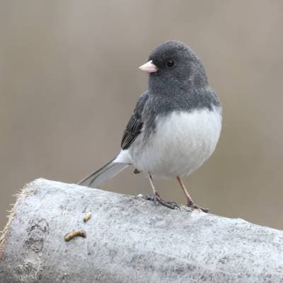Mørkøjet Junco