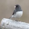 Mørkøyd Junco