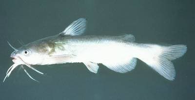 Kvitmalle