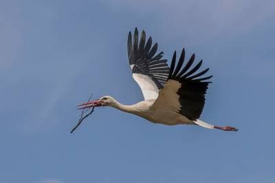 Hvit stork
